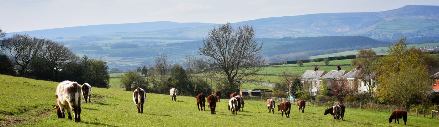 Stirley Farm fields