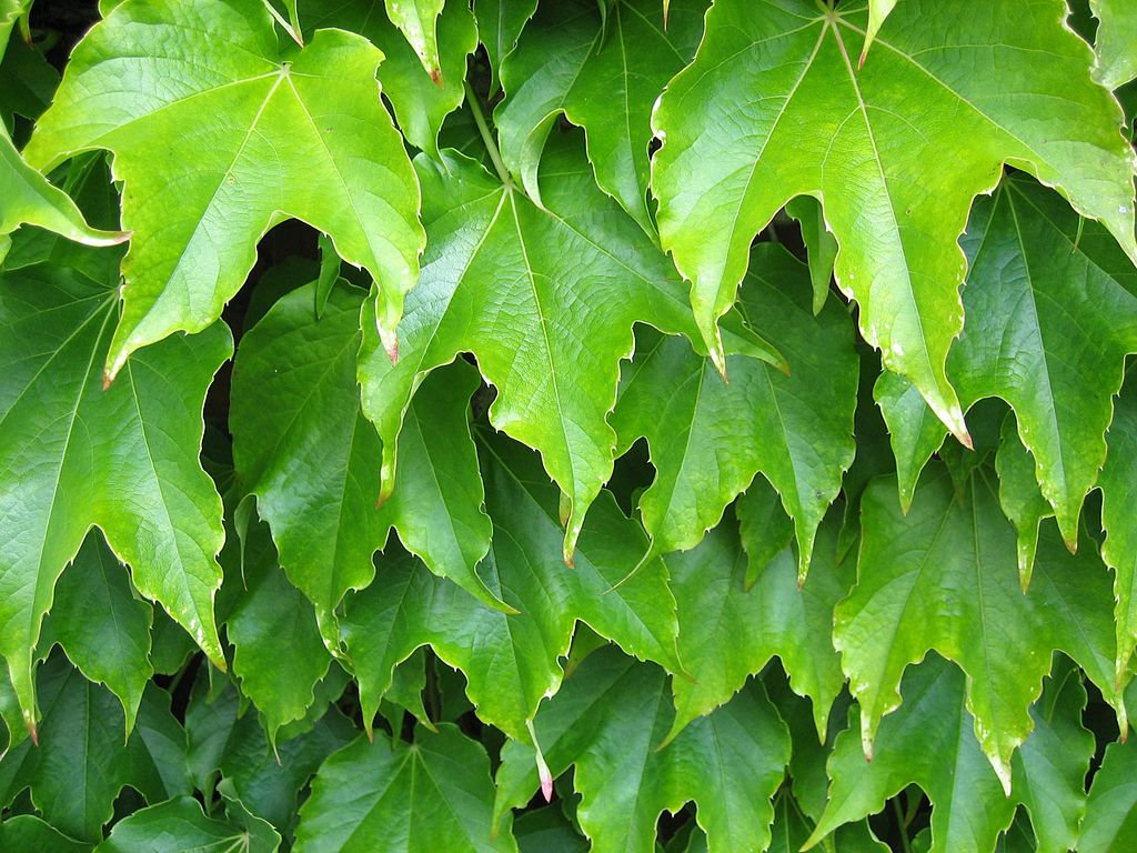Plant leaves